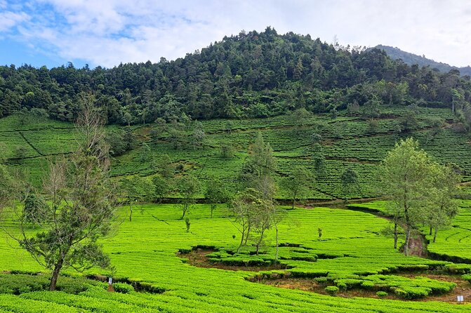 Full-Day Adventure: Tea Plantation & the Mystical Dieng Plateau - Price and logistics: is $68 a fair deal?