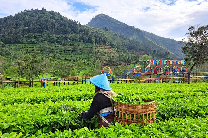 Full-Day Adventure: Tea Plantation & the Mystical Dieng Plateau - What this tour feels like for different travelers