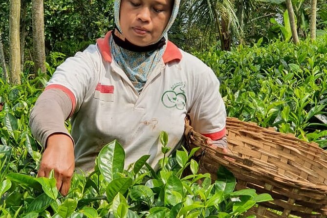 Private Half-Day Tea Village Discovery with lunch in Yogyakarta - Menoreh hills tea: what makes it different from supermarket tea