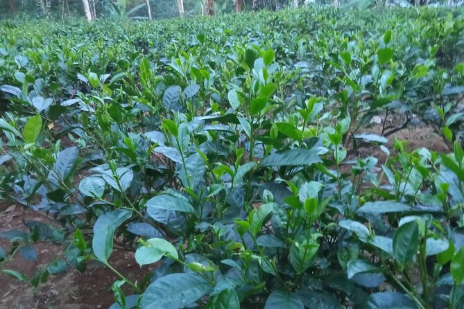 Private Half-Day Tea Village Discovery with lunch in Yogyakarta - Private tour format: who it suits best