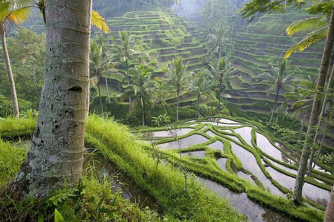 Selogriyo Temple and Trekking Java Rice Terraces, hidden waterfall -Nature Java - Lunch and coffee choices: what to budget beyond the ticket